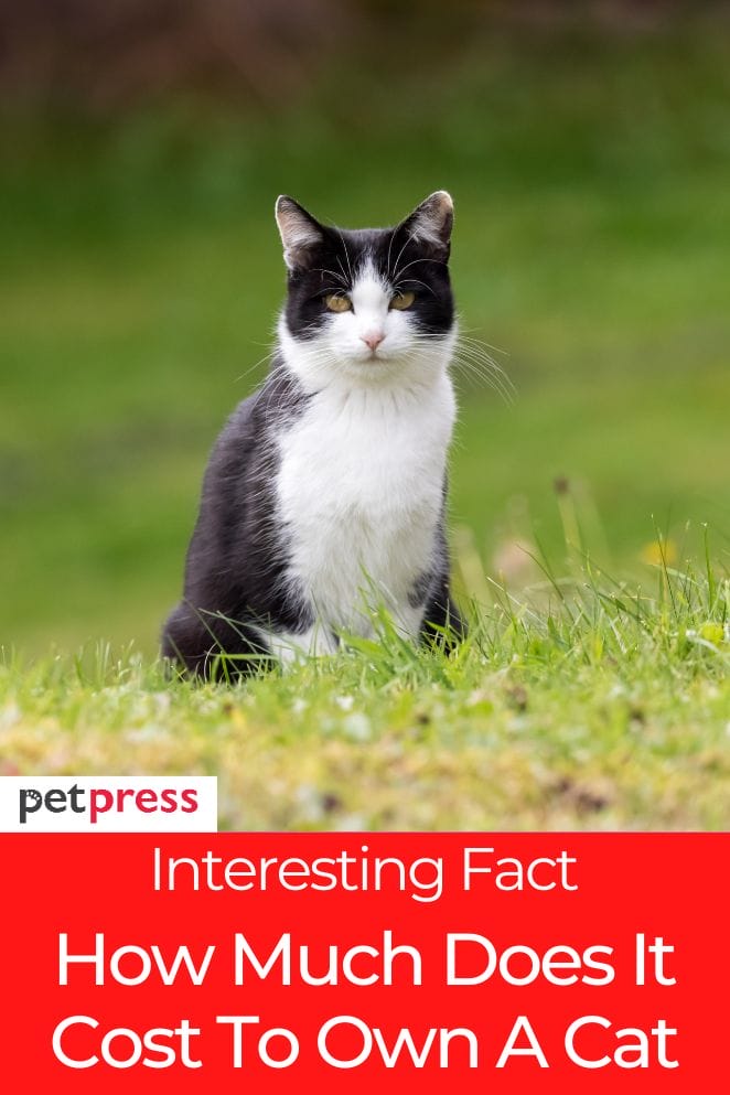 Interesting Fact How Much Does It Cost To Own a Cat