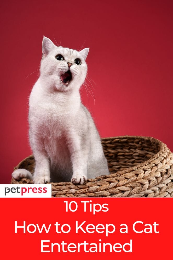Happy Cats 10 Essential Tips on How to Keep a Cat Entertained