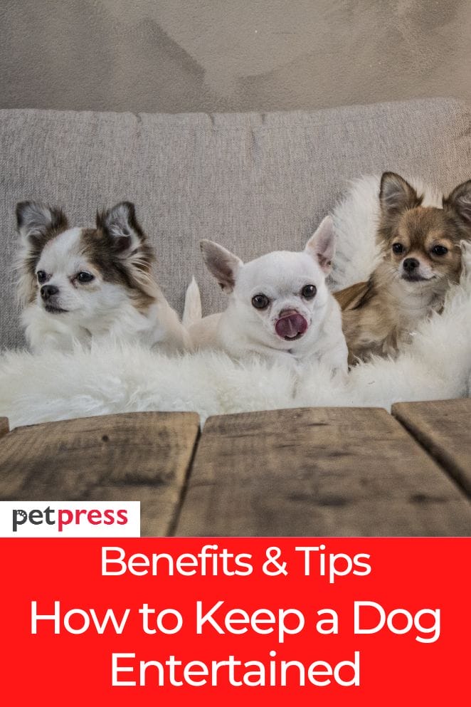 Keeping Your Pup Happy Tips on How to Keep a Dog Entertained