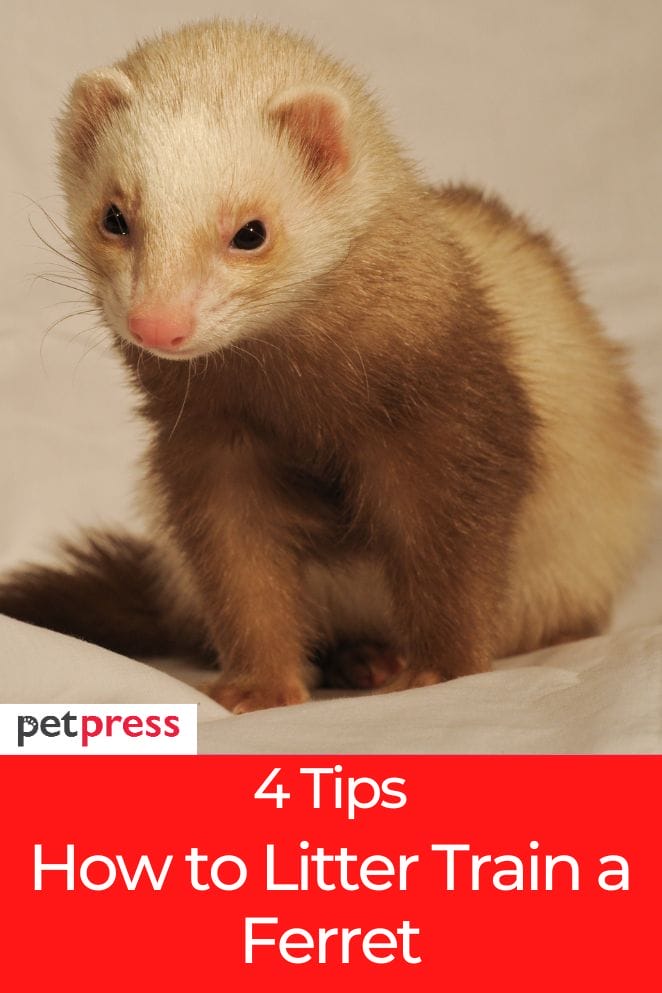 how to litter train a ferret