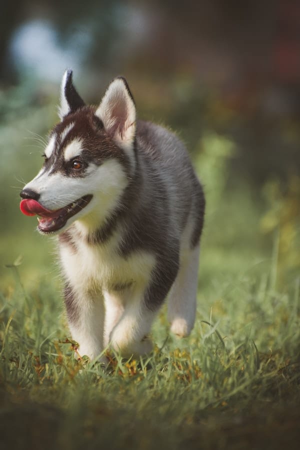 husky