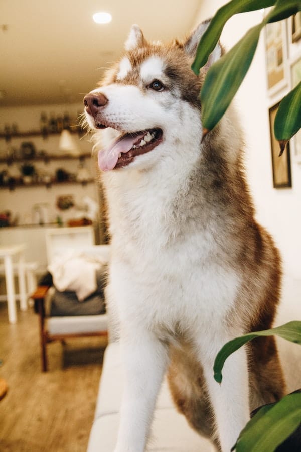 husky