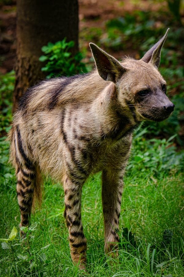 hyena-facts