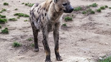 hyena-facts