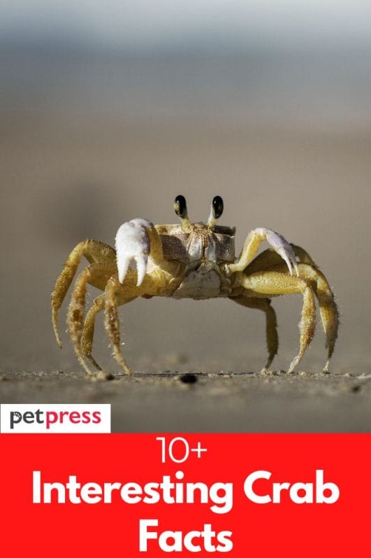 10+ Interesting Crab Facts Explore the Incredible of Crabs
