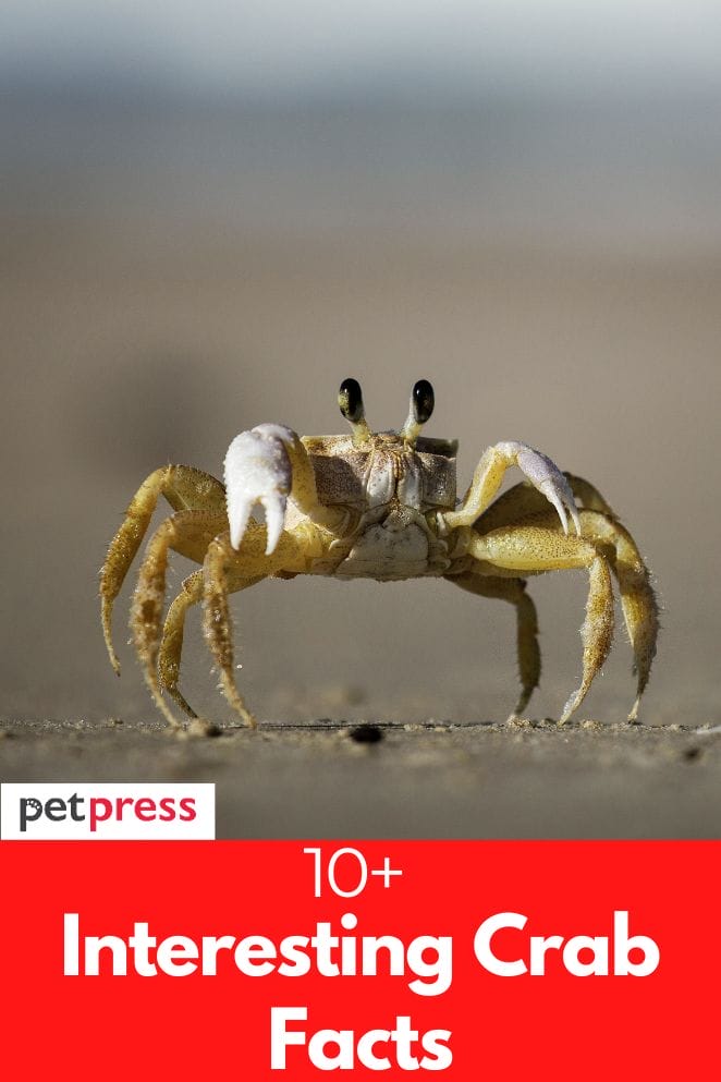 10+ Interesting Crab Facts Explore the Incredible of Crabs