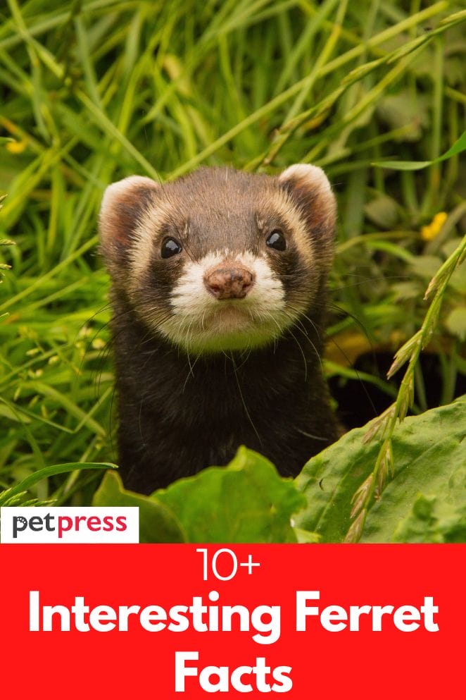 10+ Interesting Ferret Facts: All You Need to Know About Ferrets