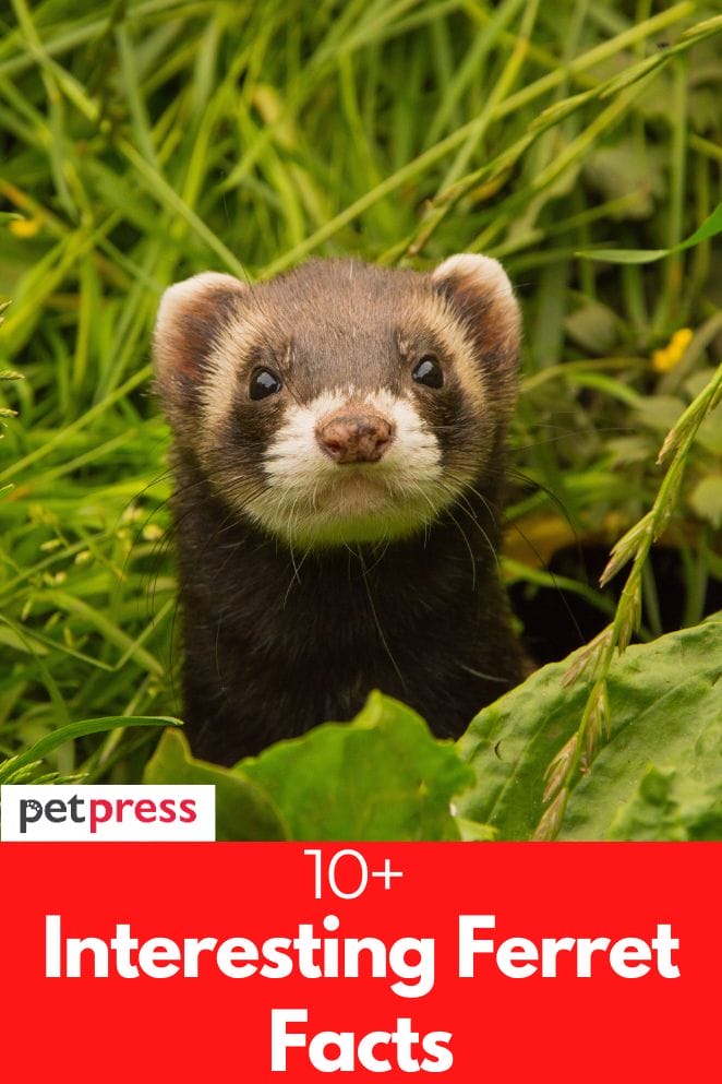 interesting ferret facts