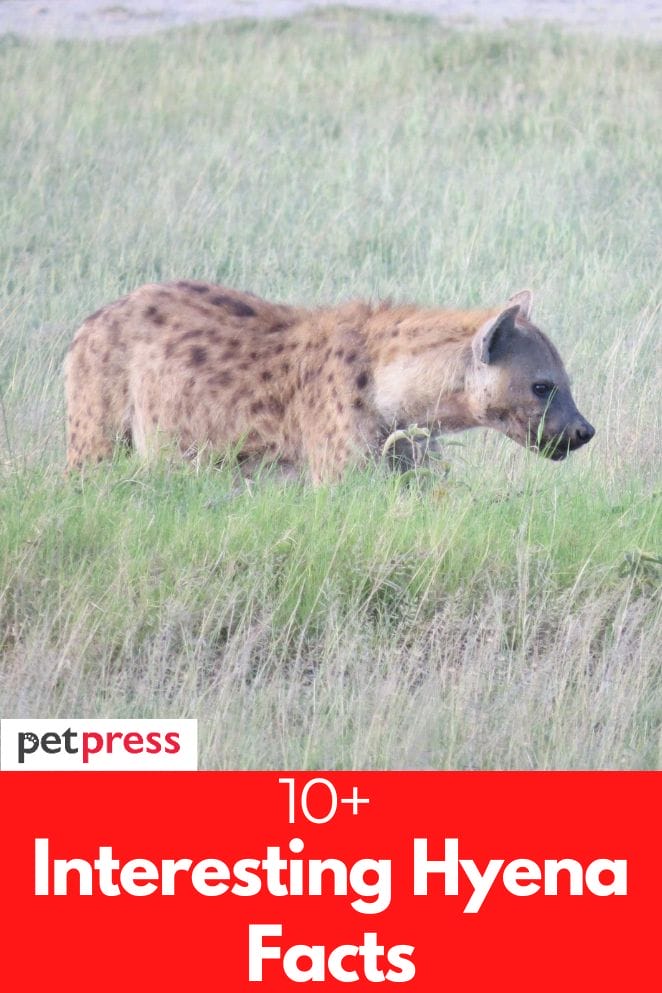interesting hyena facts