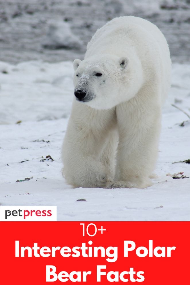 interesting polar bear facts