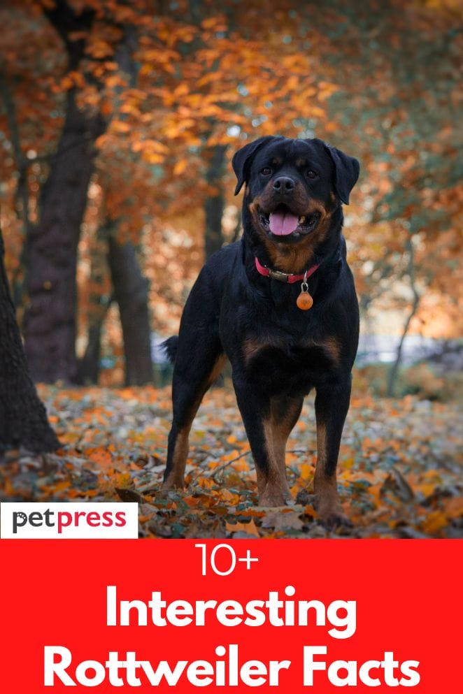 interesting rottweiler facts