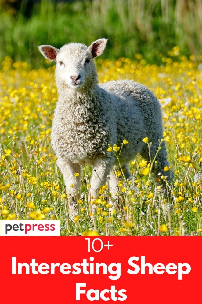 10+ Interesting Sheep Facts Learn About These Docile Animals