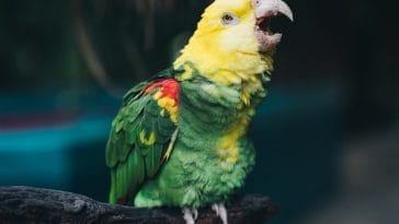 parrot-facts