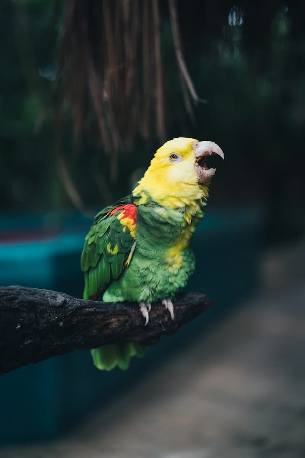 parrot-facts