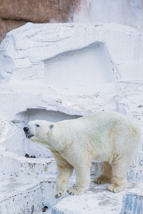 polar-bear-facts