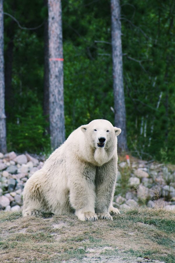 polar-bear-facts