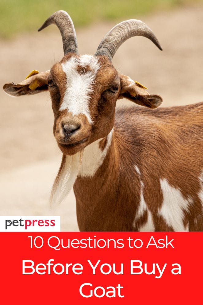questions to ask before you buy a goat
