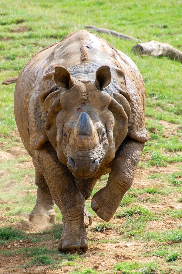 10+ Interesting Rhino Facts and Their Role in the Ecosystem