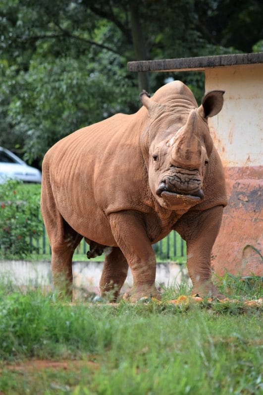 10+ Interesting Rhino Facts and Their Role in the Ecosystem