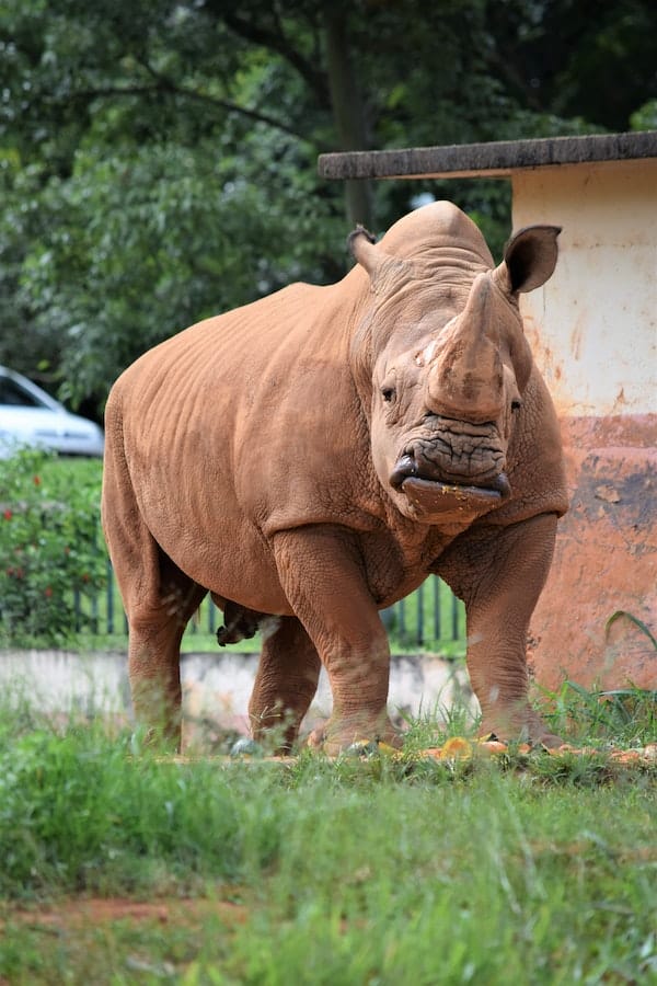 rhino-facts
