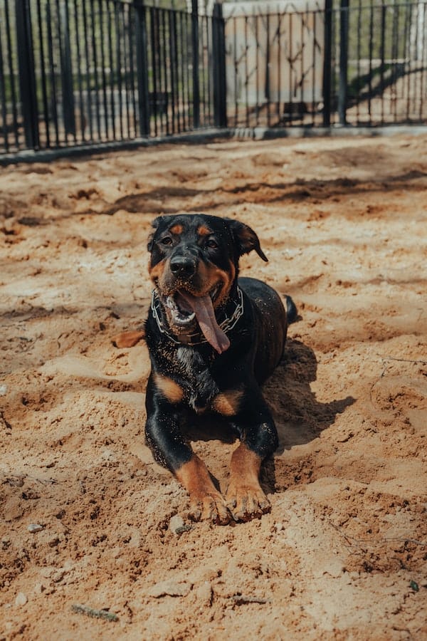 rottweiler-facts