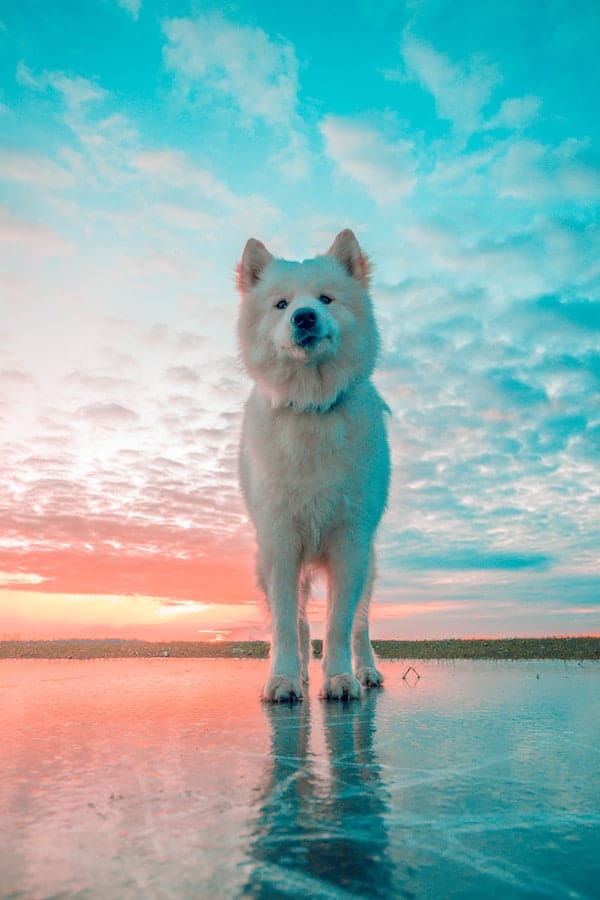 samoyed