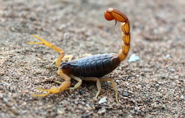 scorpion-facts