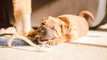 How to get a dog to stop chewing on things