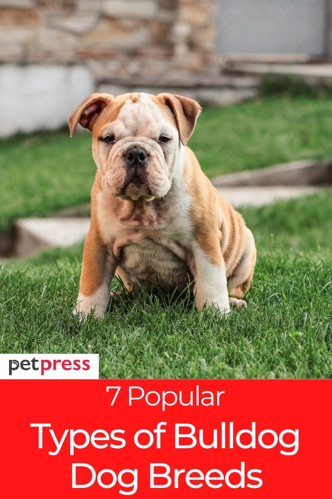 types of bulldog breeds
