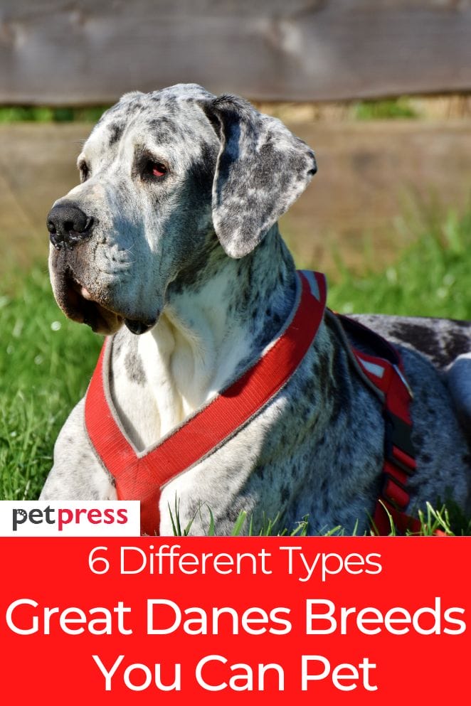 types of great danes breeds