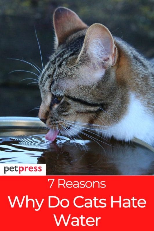 7 Reasons Why Do Cats Hate Water And How To Help Your Cats