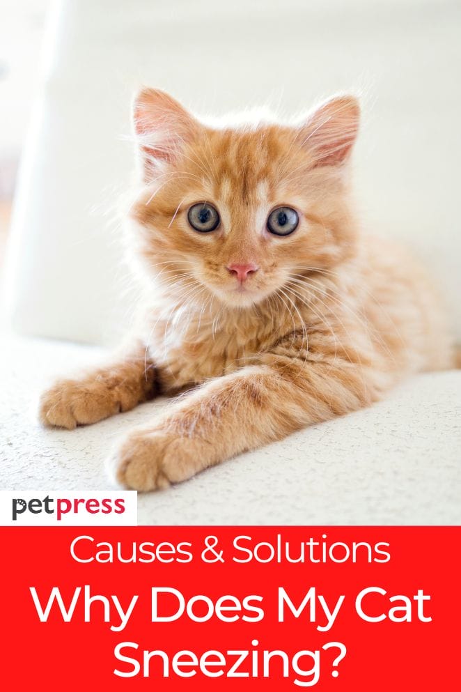 Why Does My Cat Sneeze 4 Causes For Feline Sneezing why-does-my-cat-sneeze-4-causes-for-feline-sneezing