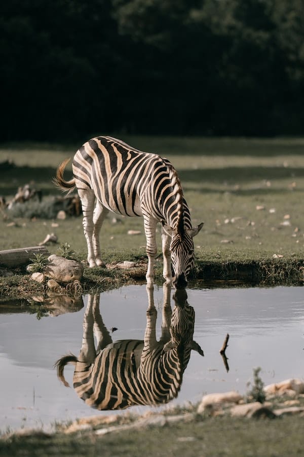 zebra-facts