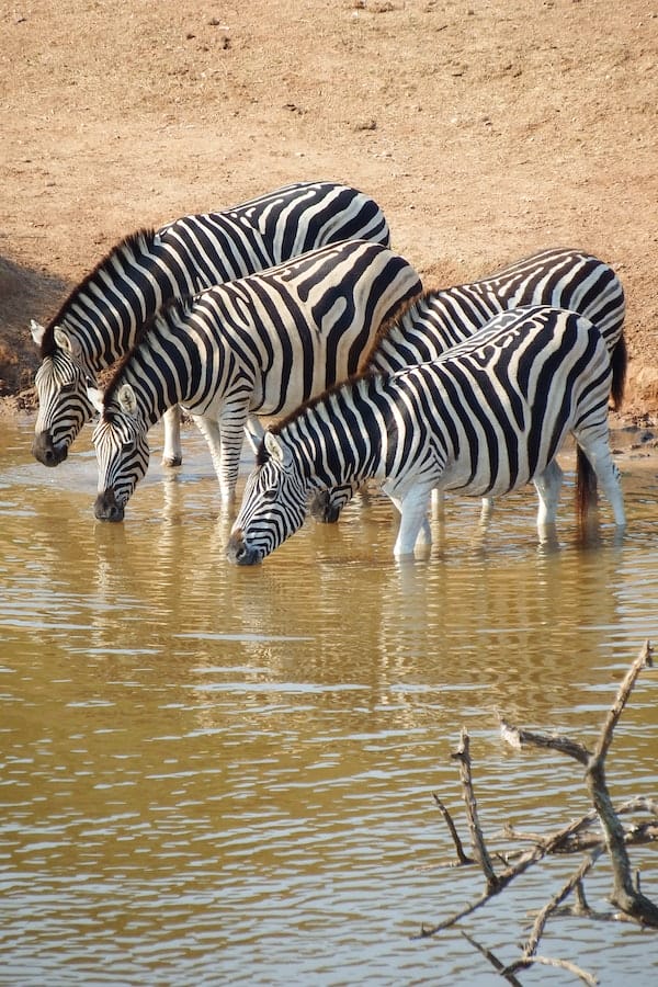 zebra-facts