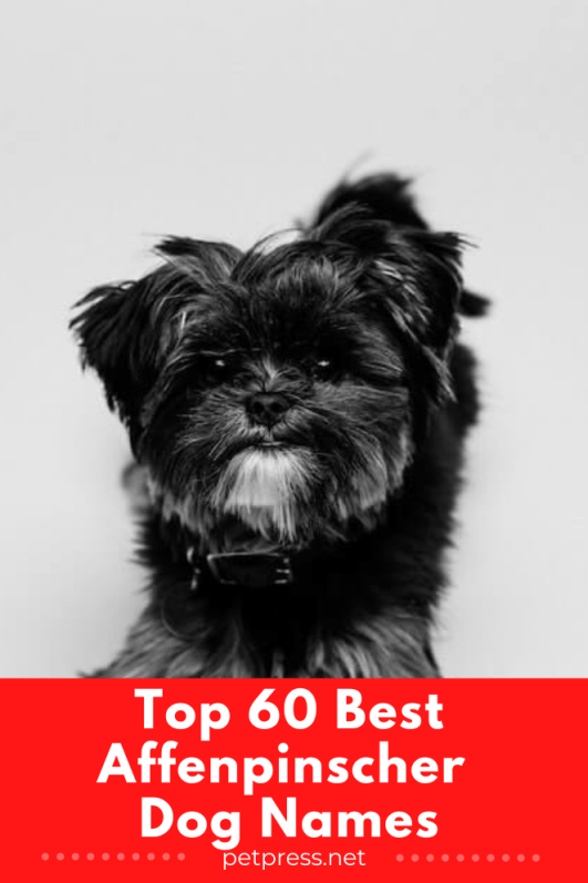 Top 60 Best Affenpinscher Dog Names