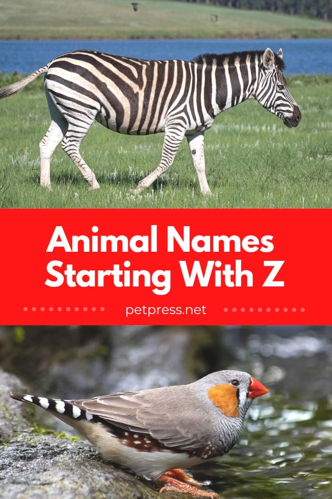 Zooming Through Alphabet Zoo Animal Names That Start With Z a-z-dog-breed-names