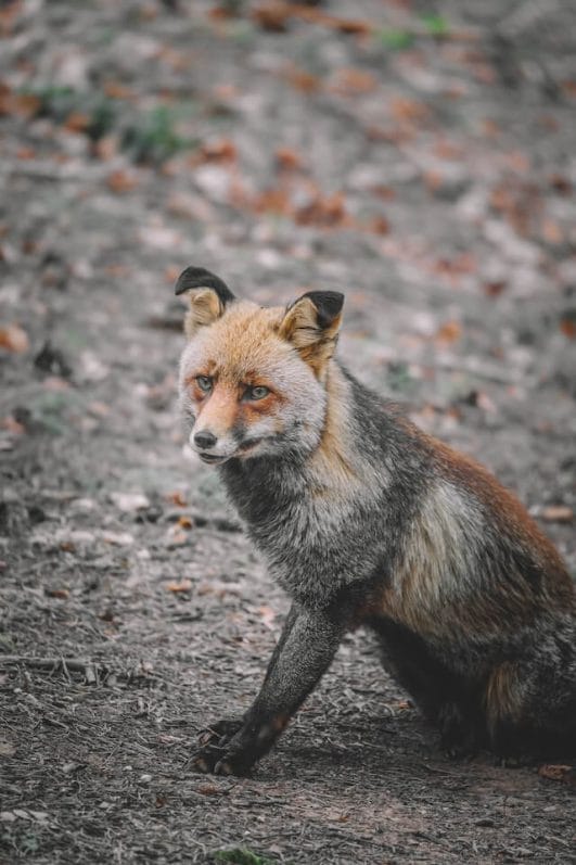 Zooming Through Alphabet Zoo Animal Names That Start With Z
