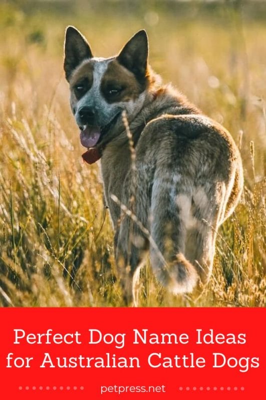 200+ Perfect Dog Name Ideas for Australian Cattle Dogs PetPress