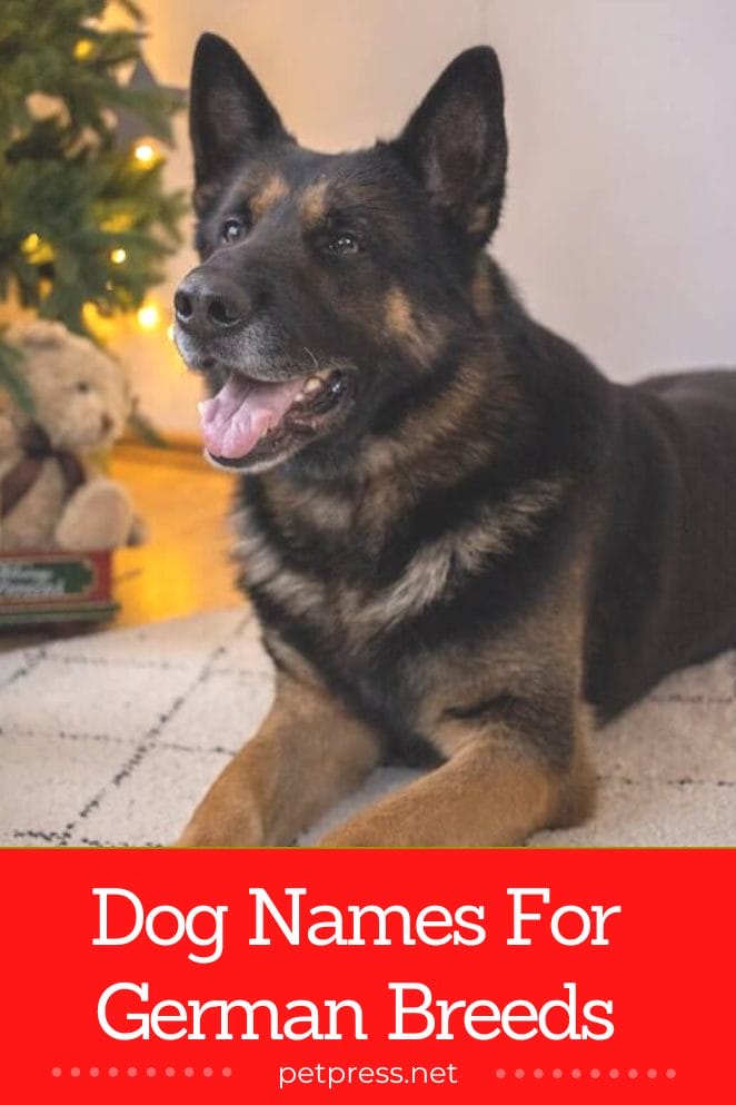 Top 95 Best Dog Names For German Breeds (With Meanings) PetPress