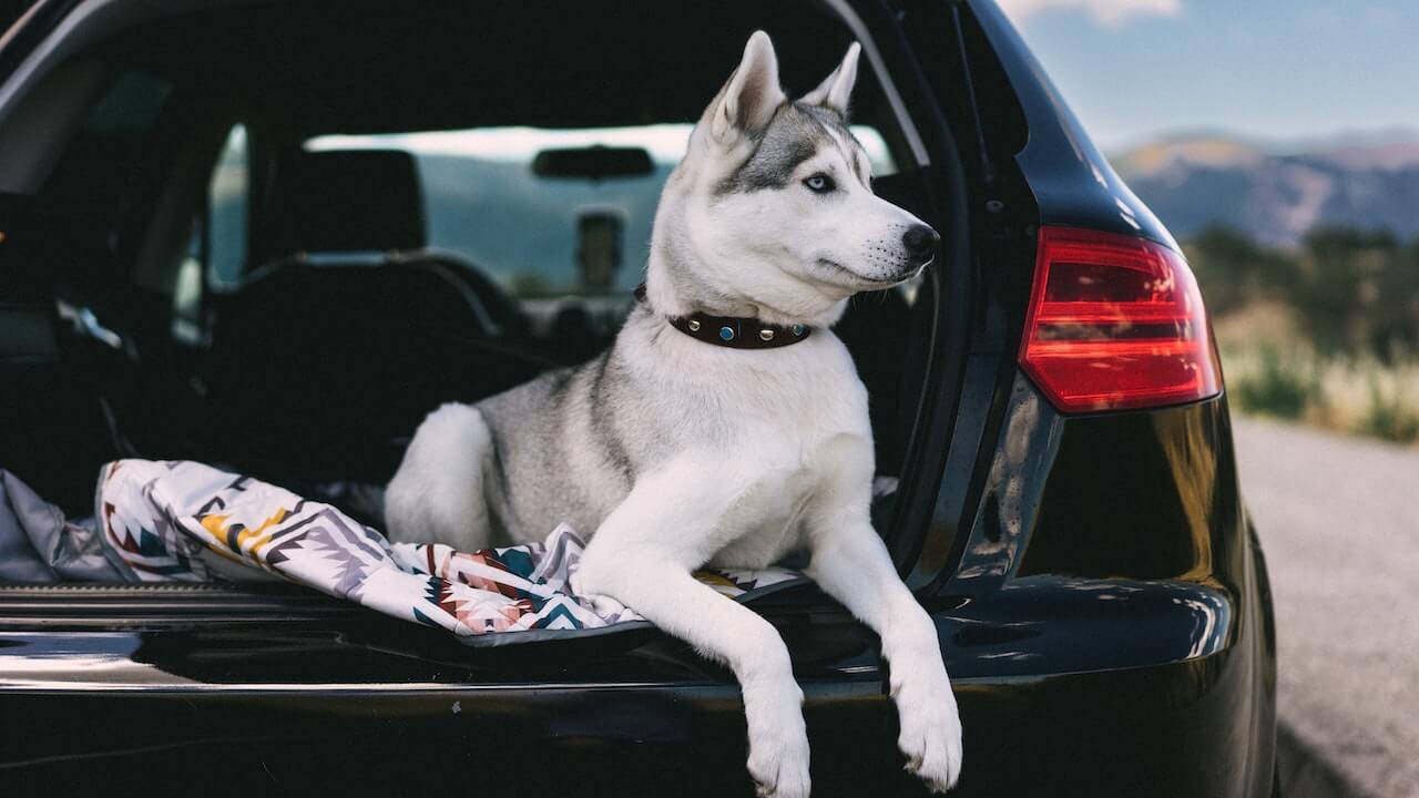 The Ultimate Guide to Traveling With a Nervous Dog