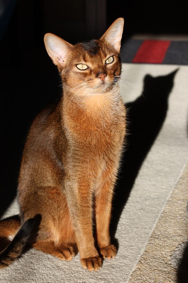 abyssinian-cat