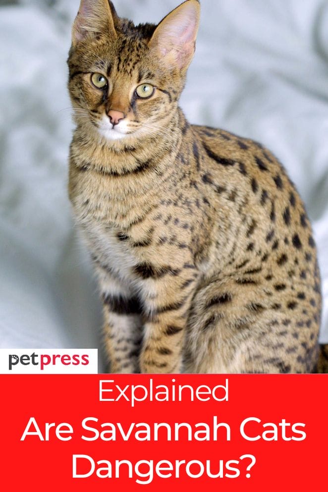 Are Savannah Cats Dangerous? 5 Risks of Having Savannah Cat