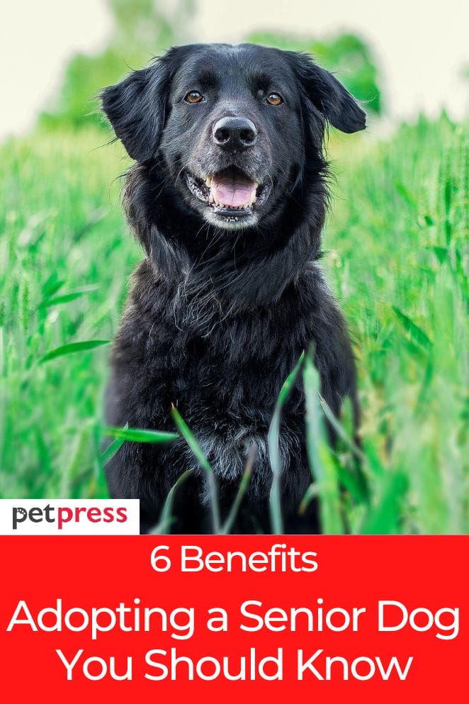 benefits of adopting a senior dog