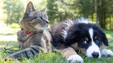 cat breeds that are good with dogs