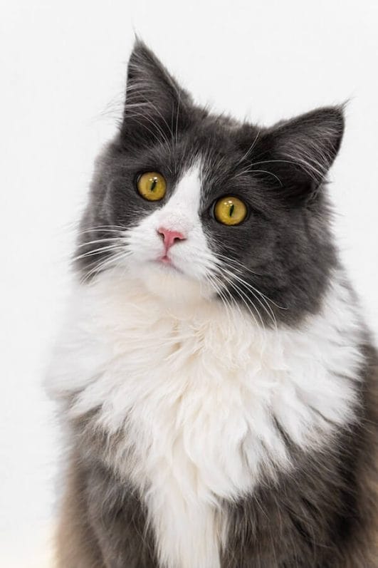 The Purr-fect Match! 10 Cat Breeds That Get Along With Dogs