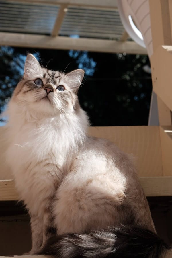 The Purr-fect Match! 10 Cat Breeds That Get Along With Dogs