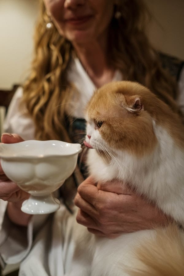 cat-drinking-milk