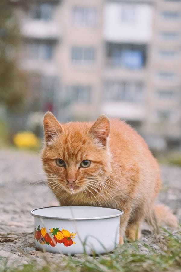 Why Do Cats Like Milk? The Effects of Cats Drinking Milk
