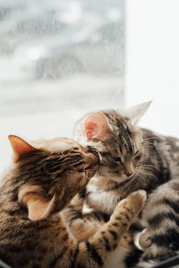 Why Do Cats Lick Each Other 4 Reasons Behind This Behavior