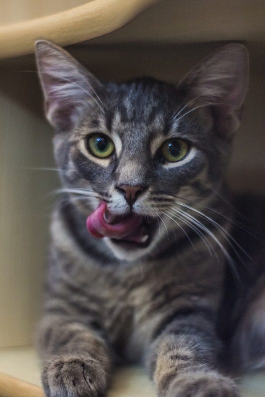 Why Does My Cat Lick My Face? 5 Reasons To Know